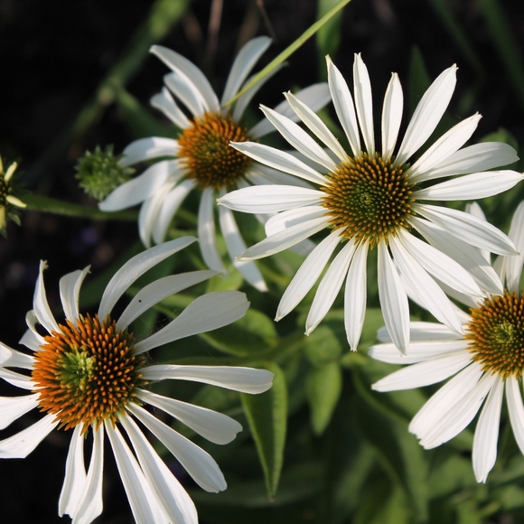 Meet your Posher, Lisa - Picture 2 of 5